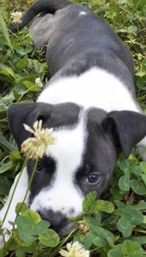 Cargo Refuge Rescue Woodstock