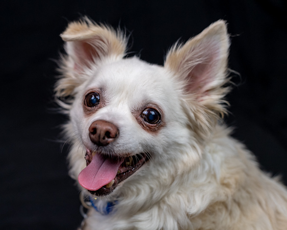 Charles Mostly Mutts Kennesaw