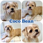 Adoptable (Official) Georgia Dogs for June 19, 2020