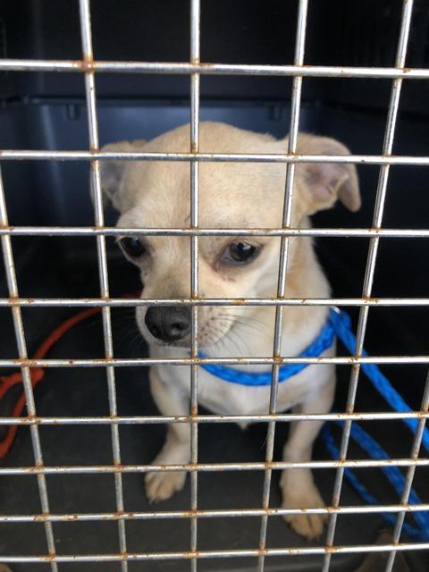 Dick Greyson Bartow County Animal Control
