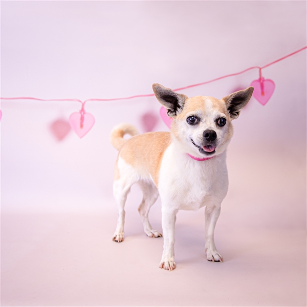 Dixie Gwinnett County Animal Shelter