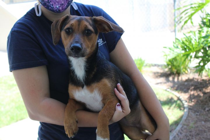 Dixie Humane Society South Coastal Georgia