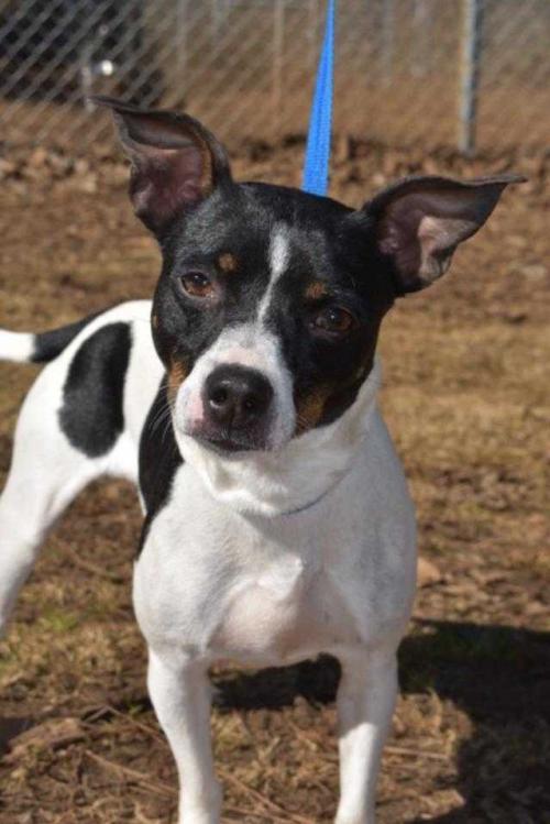 Dixie Refuge Rescue Woodstock