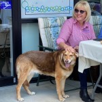 Adoptable (Official) Georgia Dogs for June 3, 2020
