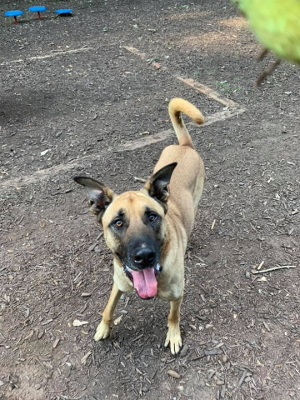 Duke Athens Canine Rescue