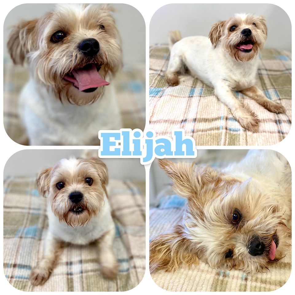 Elija Etowah Valley Humane Society