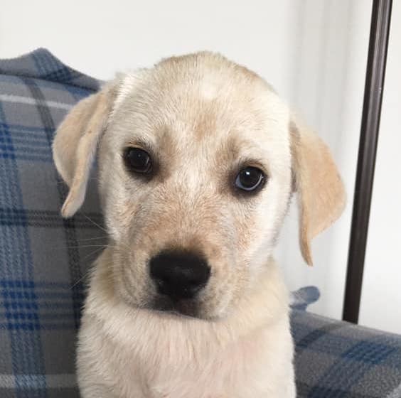 Gatsby Hero Dog Rescue