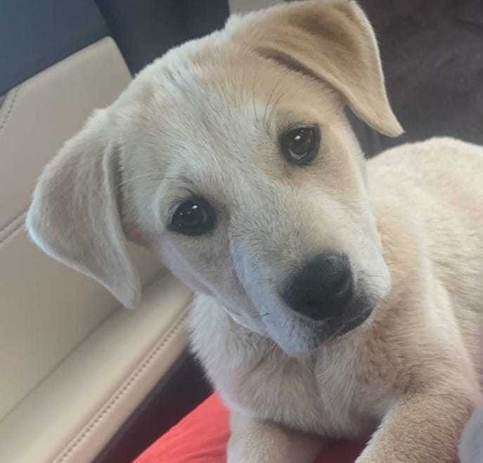 Gemini Hero Dog Rescue