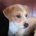 Adoptable (Official) Georgia Dogs for June 16, 2020