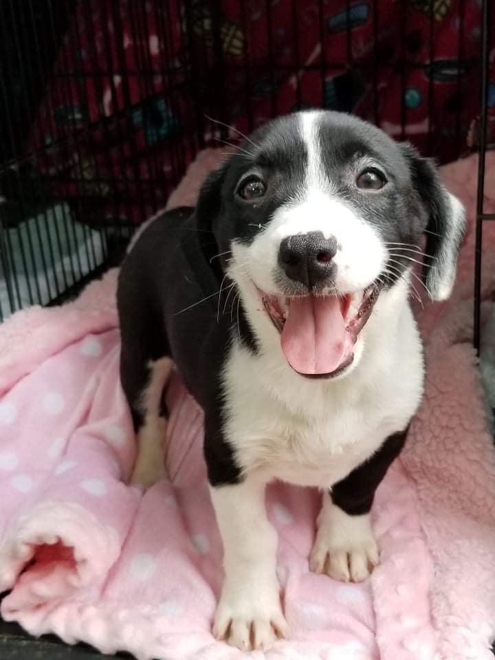 Greta Dog Days Rescue Kennesaw