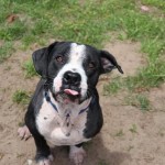 Adoptable (Official) Georgia Dogs for June 8, 2020