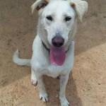 Adoptable (Official) Georgia Dogs for June 12, 2020