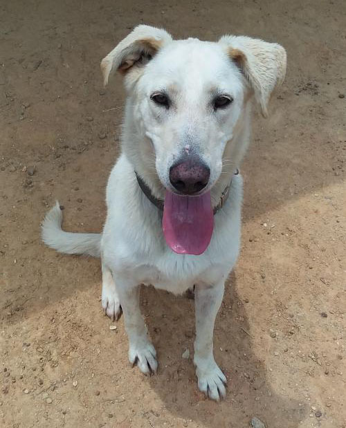 Hattie Faithful Hearts Animal Shelter Eastman GA