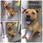 Adoptable (Official) Georgia Dogs for June 9, 2020