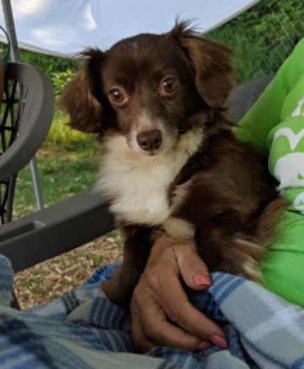 Herbie Refuge Rescue Woodstock