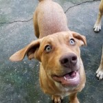 Adoptable (Official) Georgia Dogs for June 11, 2020