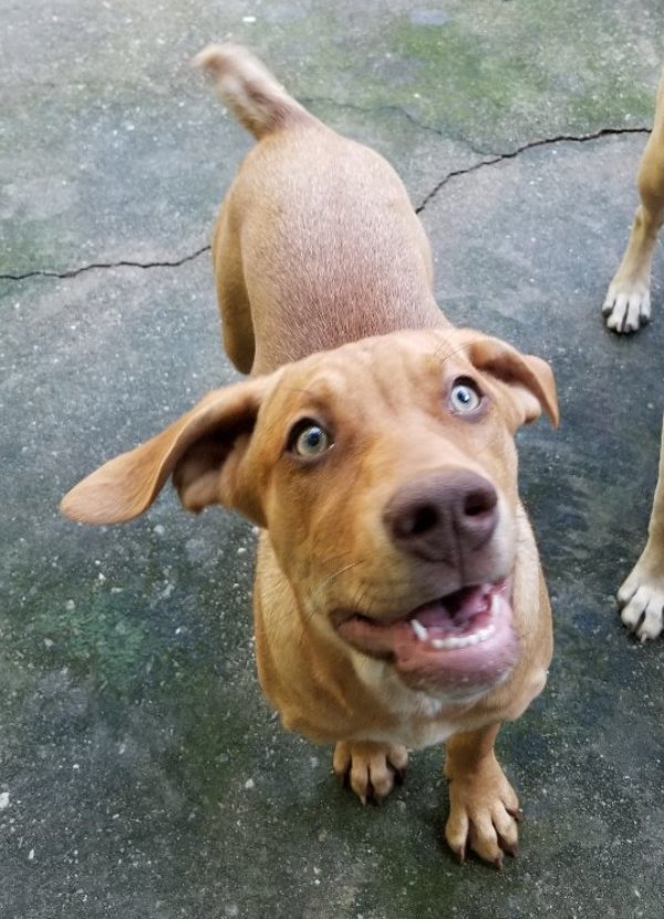 Izzy Circle of Friends Animal Society Athens