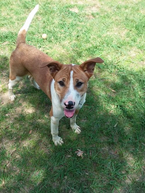 Jed Faithful Hearts Animal Shelter Eastman GA