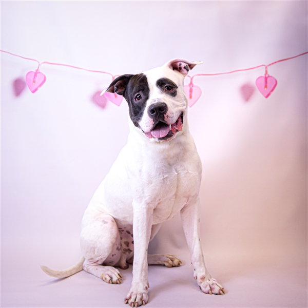 Kevin Gwinnett County Animal Shelter