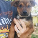 Adoptable (Official) Georgia Dogs for June 10, 2020