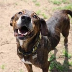 Adoptable (Official) Georgia Dogs for June 5, 2020