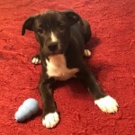 Adoptable (Official) Georgia Dogs for June 18, 2020