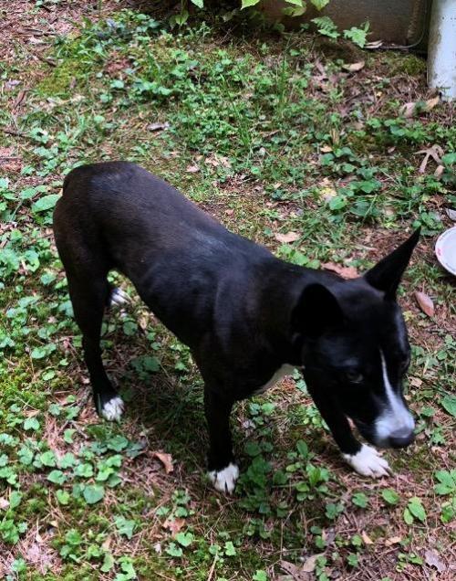 Olivia Castoff Pet Rescue Blairsville