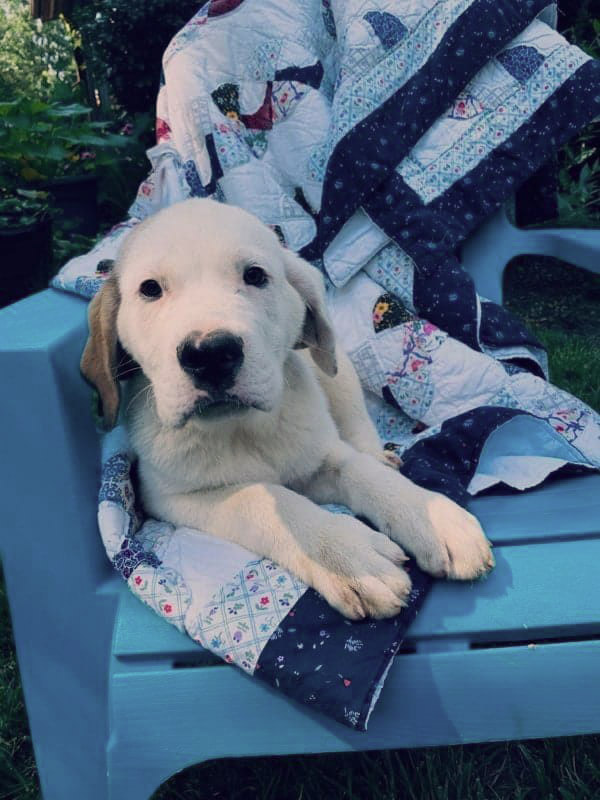 Opie Dog Days Rescue Kennesaw