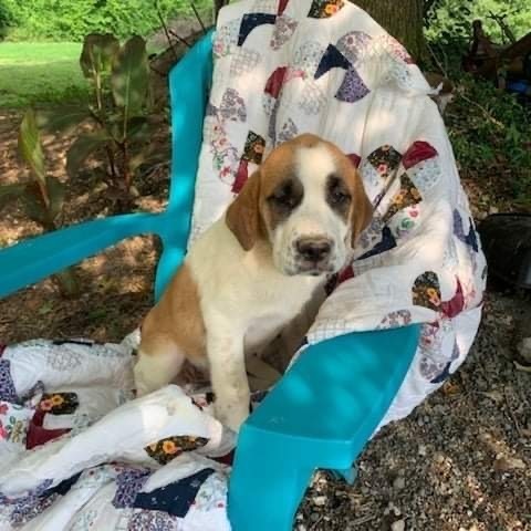 Peaches Dog Days Rescue Kennesaw