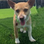 Adoptable (Official) Georgia Dogs for June 2, 2020