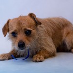 Adoptable (Official) Georgia Dogs for June 1, 2020