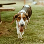 Adoptable (Official) Georgia Dogs for June 30, 2020