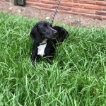 Adoptable (Official) Georgia Dogs for June 15, 2050