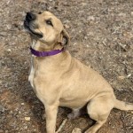 Adoptable (Official) Georgia Dogs for June 29, 2020