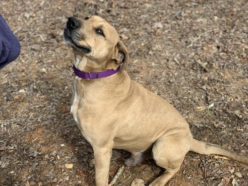 Scooby Castoff Pet Rescue Blairsville