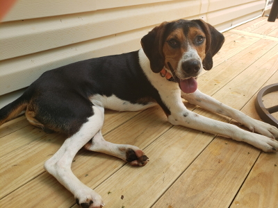 Tenzin Athens Canine Rescue