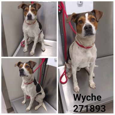 Wyche Macon Bibb County Animal Welfare