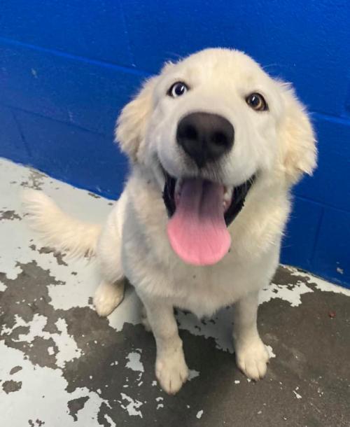 Abigail Habersham County Animal Shelter