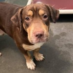 Adoptable (Official) Georgia Dogs for July 29, 2020