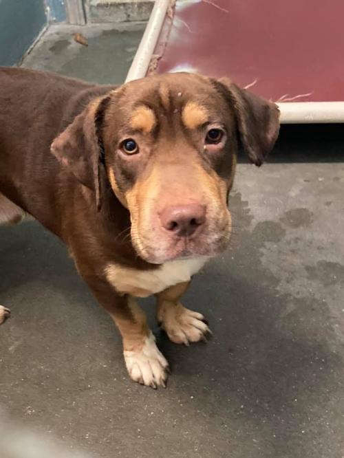 Andre Habersham County Animal Shelter