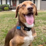 Adoptable (Official) Georgia Dogs for July 9, 2019