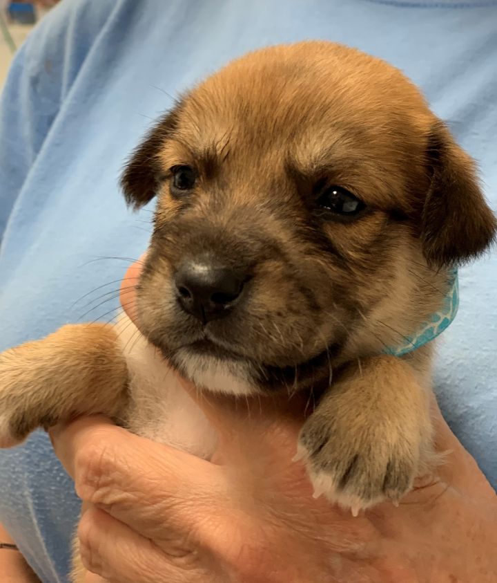 Athena Oconee Regional Humane Society Greensboro
