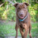 Adoptable (Official) Georgia Dogs for July 8, 2020