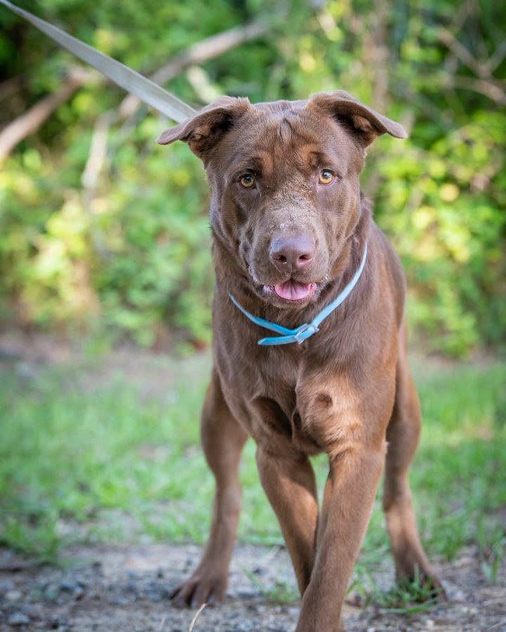 Baker Washington Wilkes Humane Shelter