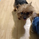 Adoptable (Official) Georgia Dogs for July 7, 2020