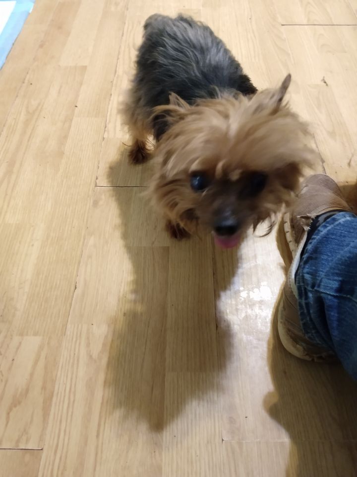 Bentley Circle of Friends Animal Society