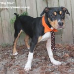 Adoptable (Official) Georgia Dogs for July 22, 2020