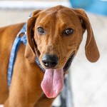 Adoptable (Official) Georgia Dogs for July 6, 2020