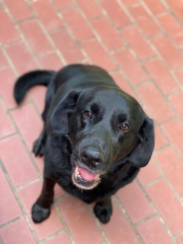 Bo Atlanta Lab Rescue