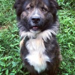 Adoptable (Official) Georgia Dogs for July 2, 2020